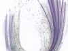 lavender-shad