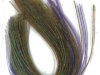 pumpkin-pepper-green-purple