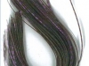 purple-flash
